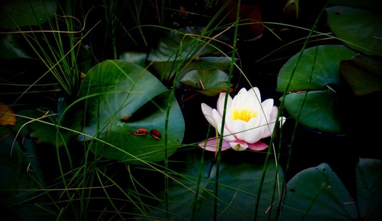 Individual Meditation Session