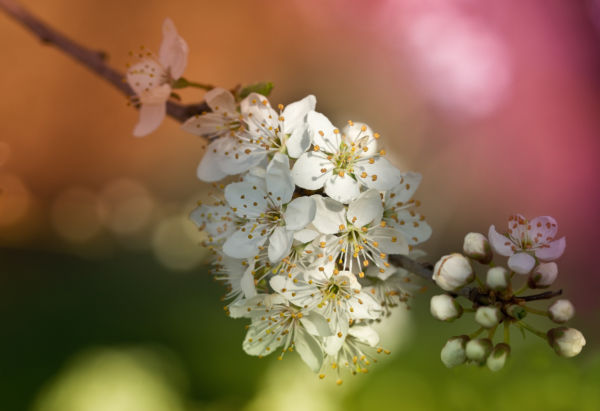 Mindfulness for Stress and Anxiety Taster Session